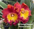 Rlc. Orange Diamond Throat of Gold